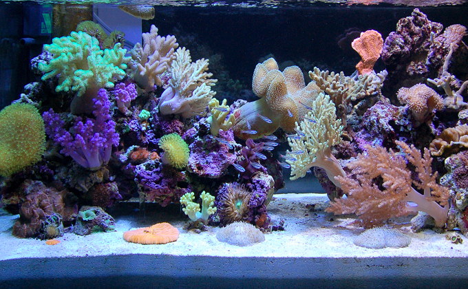 サンゴ水槽の写真